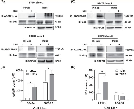 Immunoprecipitation using TrueBlot Anti-Rabbit IgG Immunoprecipitation using TrueBlot Anti-Rabbit IgG