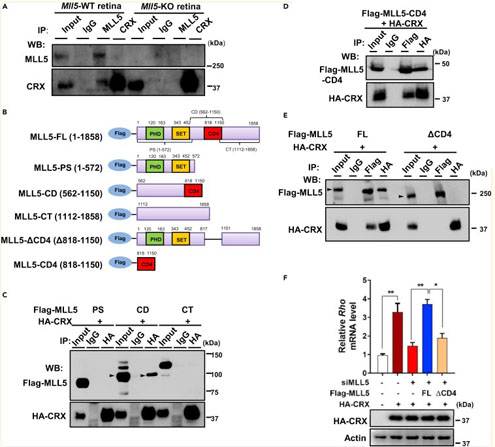 Immunoprecipitation using TrueBlot Anti-Rabbit IgG Immunoprecipitation using TrueBlot Anti-Rabbit IgG