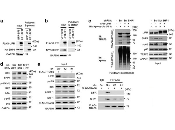 Immunoprecipitation using TrueBlot Anti-Mouse IgG Immunoprecipitation using TrueBlot Anti-Mouse IgG