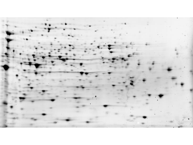 E.coli HCP Control