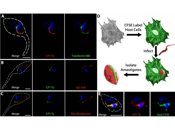 Immunofluorescence using Bovine Albumin Rhodamine Conjugated Immunofluorescence using Bovine Albumin Rhodamine Conjugated