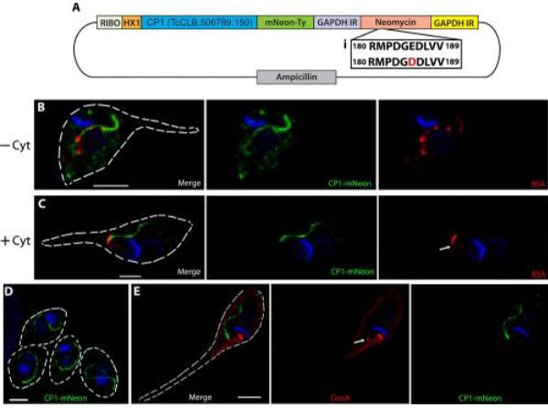 Immunofluorescence using Bovine Albumin Rhodamine Conjugated Immunofluorescence using Bovine Albumin Rhodamine Conjugated
