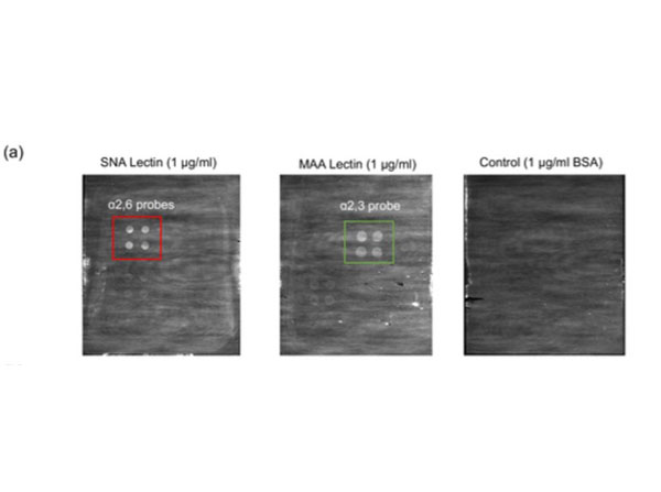 Microarray using Bovine Albumin Biotin Conjugated Microarray using Bovine Albumin Biotin Conjugated