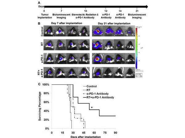 Immunofluorescence using Hamster IgG control Immunofluorescence using Hamster IgG control