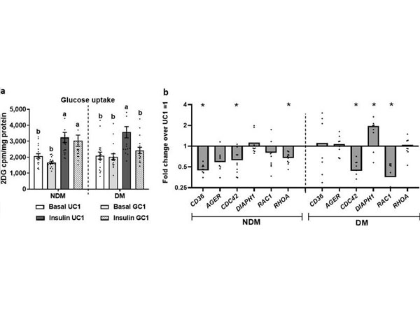 2D Culture using Human Collagen Type I 2D Culture using Human Collagen Type I