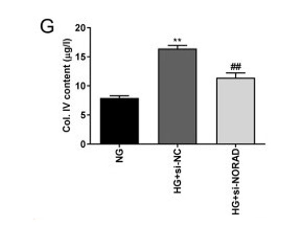 ELISA results using Human Collagen Type IV ELISA results using Human Collagen Type IV