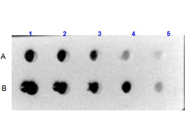 Dot Blot of Collagen VI Dot Blot of Collagen VI