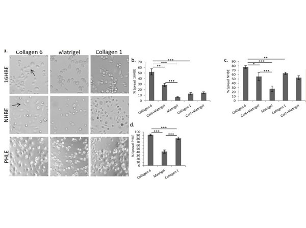 2D culture using Human Collagen Type VI 2D culture using Human Collagen Type VI