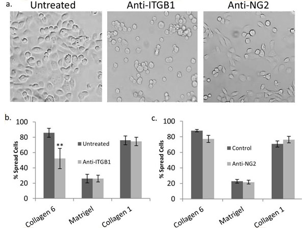 2D culture using Human Collagen Type VI 2D culture using Human Collagen Type VI