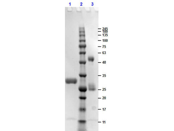 SDS-PAGE results of Human IgG F(c) Fragment SDS-PAGE results of Human IgG F(c) Fragment