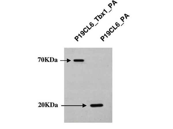 Western Blot using Human IgG Fc Western Blot using Human IgG Fc