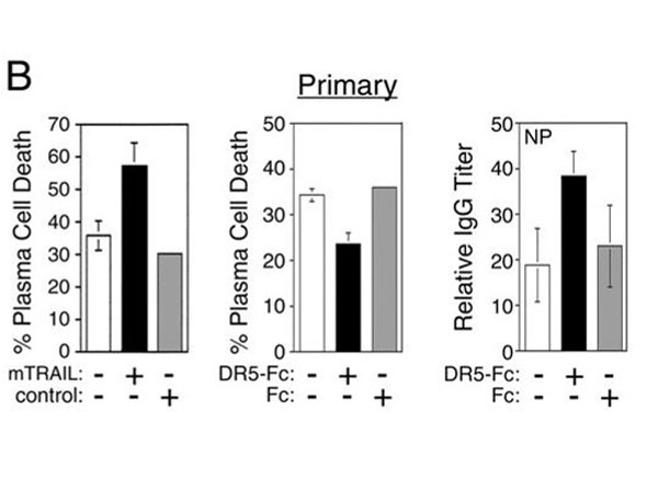 Cell viability using Human IgG Fc Cell viability using Human IgG Fc