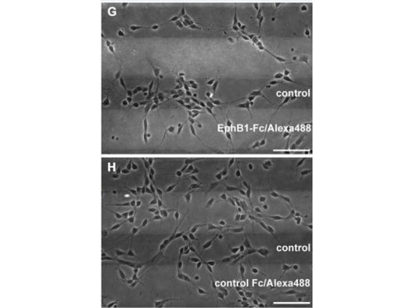 Stripe Assay using Human IgG Fc Stripe Assay using Human IgG Fc