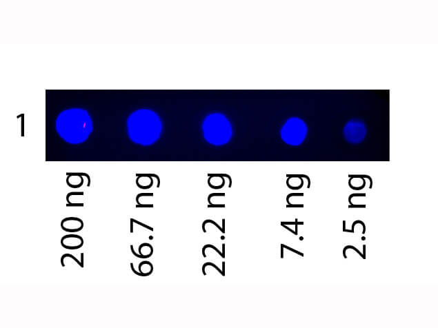 WB - Human Transferrin Fluorescein WB - Human Transferrin Fluorescein
