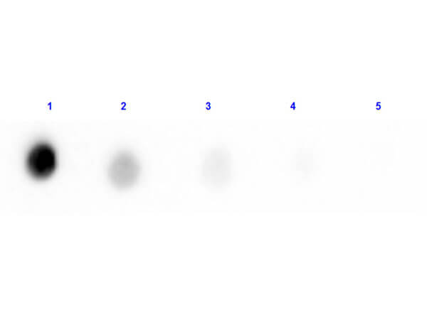 Dot Blot results of Human Transferrin Biotin Conjugated Dot Blot results of Human Transferrin Biotin Conjugated