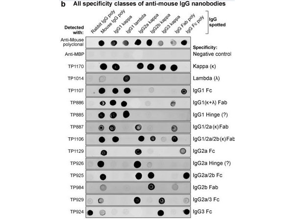 Mouse IgG1 Lambda isotype Control
