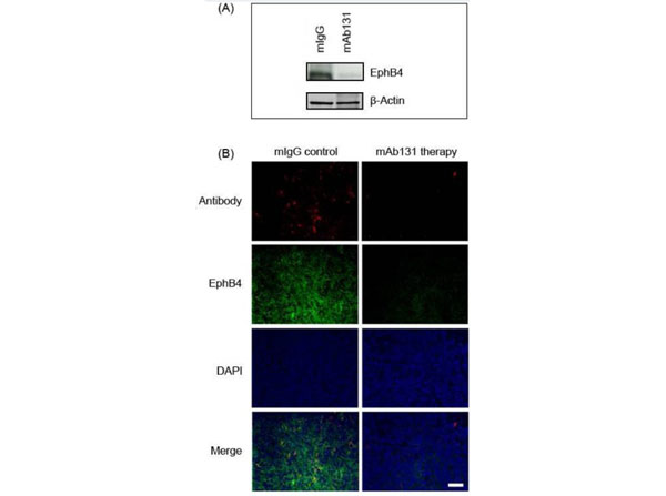 Western and Immunofluorescence using Mouse IgG Western and Immunofluorescence using Mouse IgG