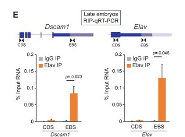 RIP-qRT-PCR using Mouse IgG RIP-qRT-PCR using Mouse IgG