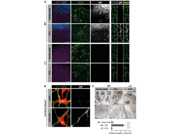 Immunofluorescence using Mouse IgM Immunofluorescence using Mouse IgM