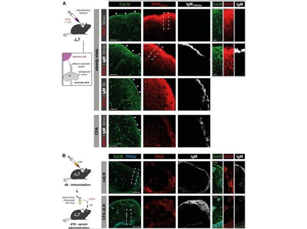 Immunofluorescence using Mouse IgM Immunofluorescence using Mouse IgM
