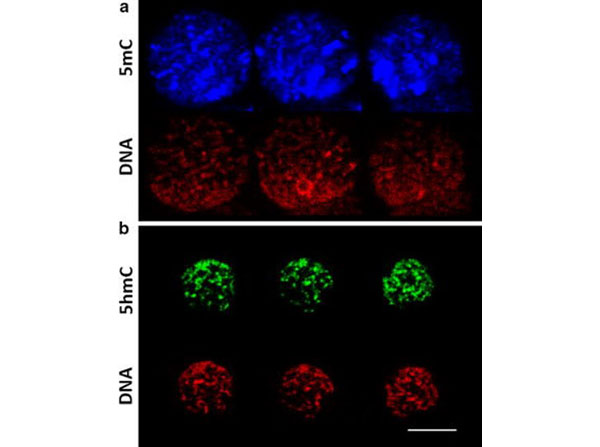 Immunofluorescence using Rabbit IgG Immunofluorescence using Rabbit IgG