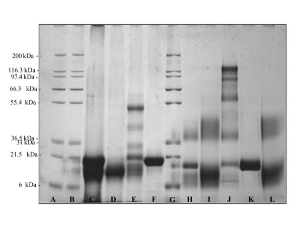 SDS using Rabbit IgG Fc SDS using Rabbit IgG Fc