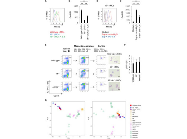 Flow Cytometry using Rat IgG Flow Cytometry using Rat IgG