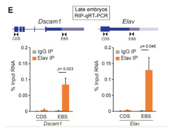 RIP-qRT-PCR using Rat IgG RIP-qRT-PCR using Rat IgG