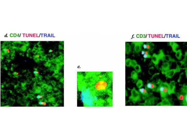 Immunofluorescence using Sheep Fab Immunofluorescence using Sheep Fab