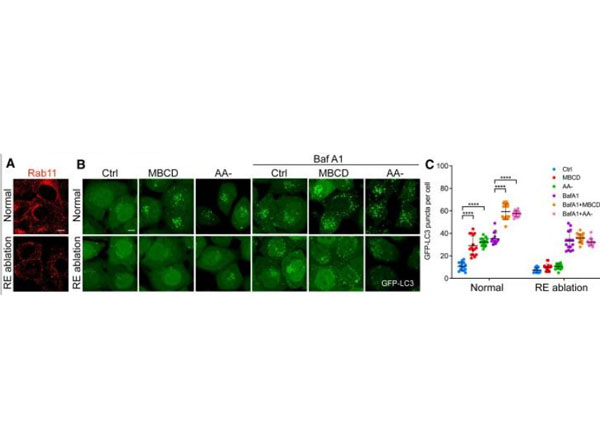 Immunofluorescence using Human Transferrin HRP Immunofluorescence using Human Transferrin HRP