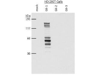 Western Blot - Gli1 Antibody Western Blot - Gli1 Antibody