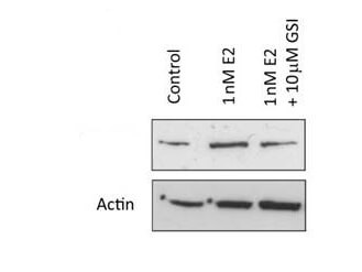 Western Blot - anti-Notch1 antibody Western Blot - anti-Notch1 antibody