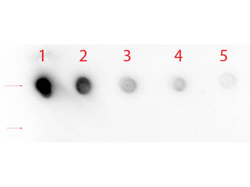 Notch 1 (Cleaved N Terminal) (Human Specific) Antibody - Dot Blot Notch 1 (Cleaved N Terminal) (Human Specific) Antibody - Dot Blot