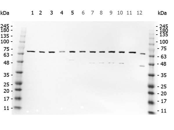 Rabbit anti-NFkB MultiLysate Rabbit anti-NFkB MultiLysate