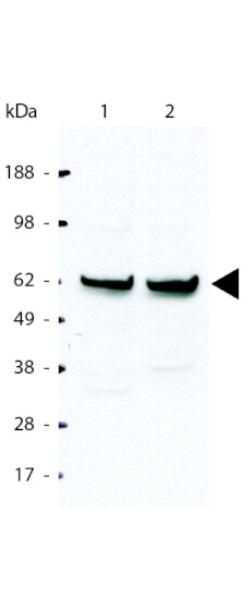 Anti-NFkb p 65 Rel A Antibody - Western Blot Anti-NFkb p 65 Rel A Antibody - Western Blot