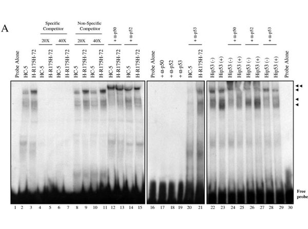 EMSA results using Anti-NFKB p52 EMSA results using Anti-NFKB p52