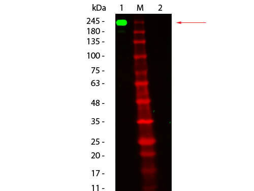 Fluorescein TrueBlot®: Anti-Mouse Ig Fluorescein Conjugated Fluorescein TrueBlot®: Anti-Mouse Ig Fluorescein Conjugated