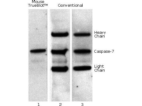 Mouse TrueBlot® IP / Western Blot Mouse TrueBlot® IP / Western Blot