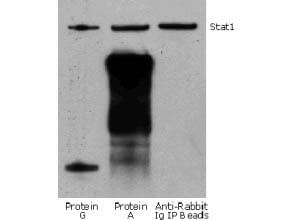 Rabbit TrueBlot® IP / Western Blot Rabbit TrueBlot® IP / Western Blot