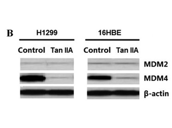 Western Blot results using Fluorescent TrueBlot Anti-Rabbit IgG DyLight™680 Western Blot results using Fluorescent TrueBlot Anti-Rabbit IgG DyLight™680