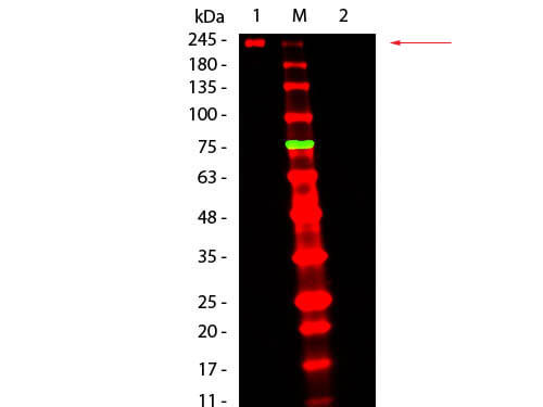 Fluorescent TrueBlot®: Anti-Mouse Ig DyLight 680 - Western Blot Fluorescent TrueBlot®: Anti-Mouse Ig DyLight 680 - Western Blot