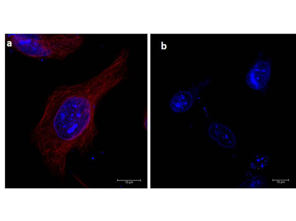 Immunofluorescence of α-tubulin using DyLight™ 680-conjugated Fluorescent TrueBlot® anti-mouse IgG Immunofluorescence of α-tubulin using DyLight™ 680-conjugated Fluorescent TrueBlot® anti-mouse IgG