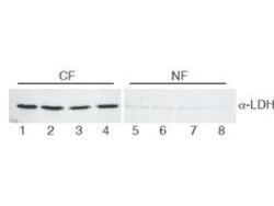Anti-Lactate Dehydrogenase Antibody - Western Blot Anti-Lactate Dehydrogenase Antibody - Western Blot
