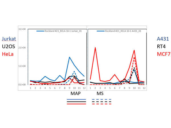 PAGE-MAP (microsphere affinity proteomics) of Mouse Anti-NFKB p65 (Rel A) Antibody PAGE-MAP (microsphere affinity proteomics) of Mouse Anti-NFKB p65 (Rel A) Antibody