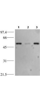 p53 Antibody - Western Blot p53 Antibody - Western Blot