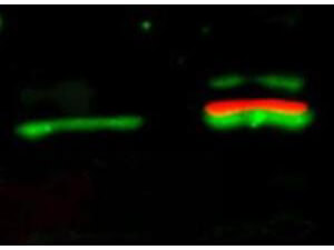 AKT pS473 Monoclonal Antibody - Western Blot