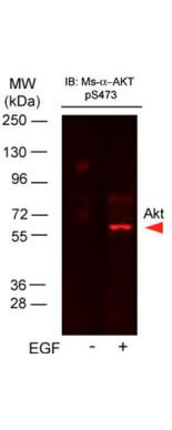 AKT pS473 Monoclonal Antibody - Western Blot