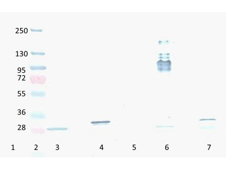 Western Blot -  Mouse Anti-RFP antibody Western Blot -  Mouse Anti-RFP antibody