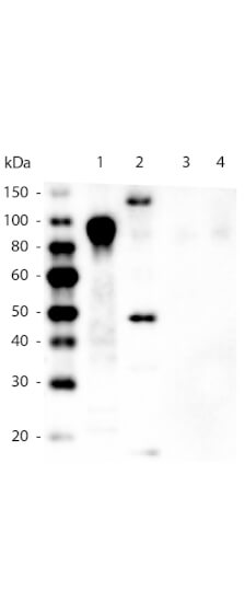 Anti-6X His Epitope Tag Monoclonal Antibody - Western Blot Anti-6X His Epitope Tag Monoclonal Antibody - Western Blot
