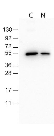 Western Blot-Monoclonal Antibody to detect FLAG™ conjugated proteins Western Blot-Monoclonal Antibody to detect FLAG™ conjugated proteins